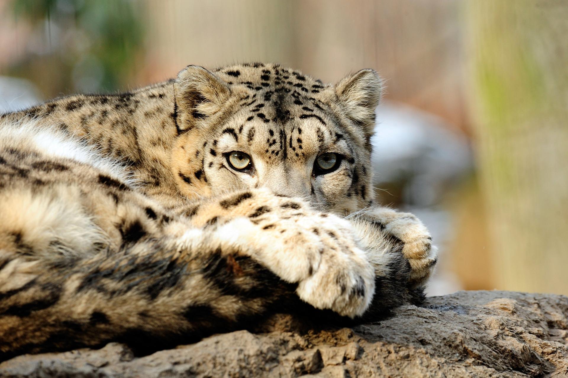 Snow leopard at the Bronx Zoo 