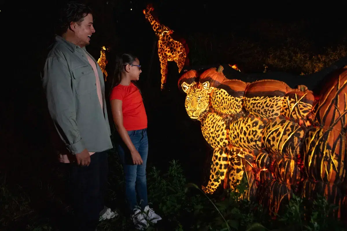 People at Pumpkin Nights at the Bronx Zoo