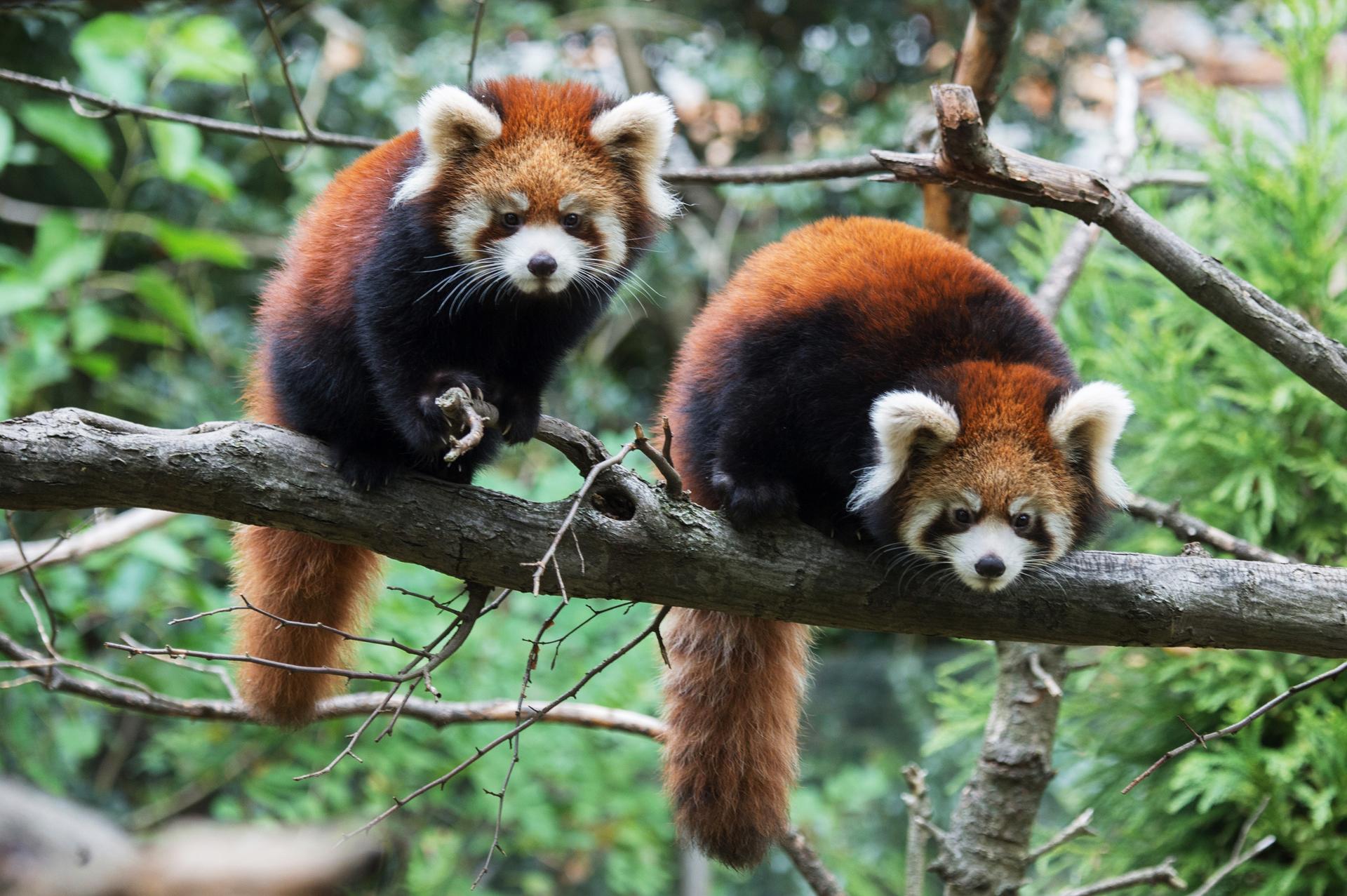 styans red panda at Prospect Park Zoo