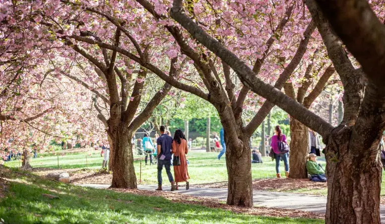 Cherry Blossoms on Brooklyn Botanic Garden